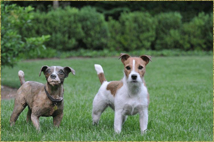 Standing Jack Russell