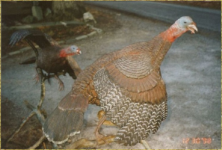 Turkey pair